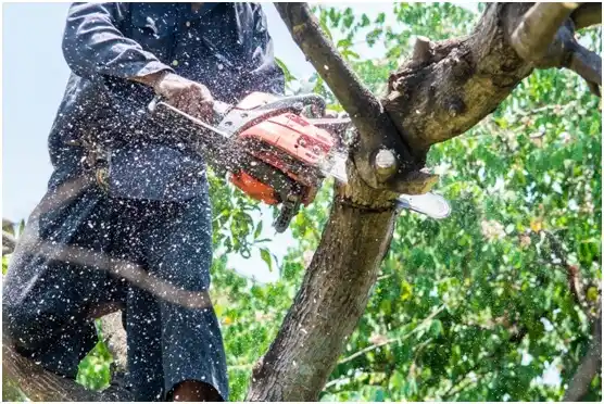 tree services Clarksville